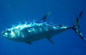 Два рыбака из Британии поймали крупнейшего в мире тунца