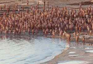  На берегу Мертвого моря прошла необычная фотосессия