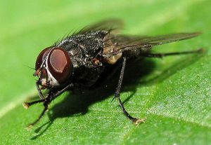 Как избавиться от мух