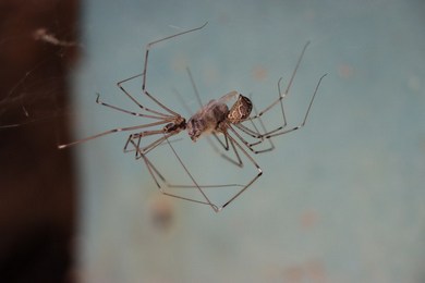 Як позбутися павуків у будинку