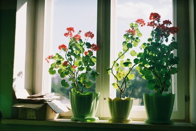 Які квіти вирощувати вдома для аромату
