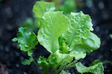 Як вирощувати салат на підвіконні