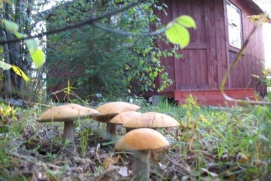 Як вирощувати гриби на садовій ділянці