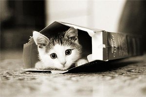 Котенок в коробке