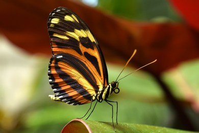 Як виростити метеликів вдома