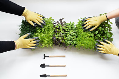 Як вирощувати мікрозелень
