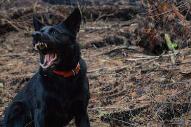 У Печищі зафіксували вже другий випадок сказу
