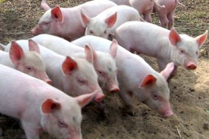 АЧС в Сумском районе: у селян изъяли и сожгли свиней