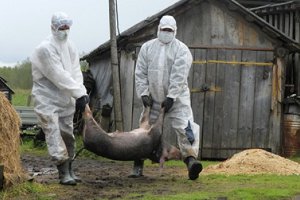 В 6 районах Сумщины введен карантин из-за африканской чумы свиней