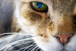 Смерть кошки стала причиной драки в ветлечебнице Смерть кошки стала причиной драки в ветлечебнице