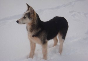 На Сумщине обнаружили аномальные следы