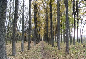 В Степановке обнаружен неизвестный труп