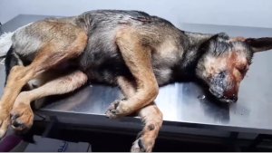 По факту издевательства над собакой полиция Сумщины начала уголовное производство