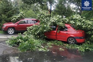 В Сумах упавшие деревья повредили 4 автомобиля