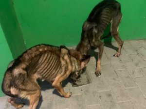 В Сумах женщина морила голодом 15 собак
