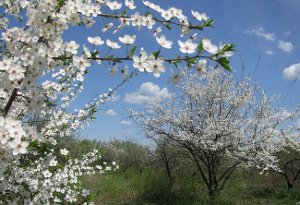 «Вишневый сад» не принес доходов застройщикам