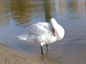 В Сумах на озере Чеха поселился лебедь: что с ним будет дальше?