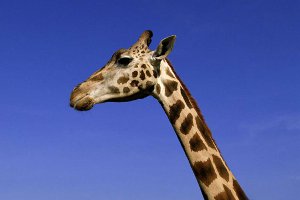 Сколько ног или Почему ВКонтакте заполонили жирафы?