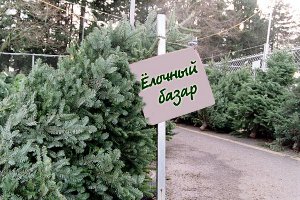 Сколько будут стоить новогодние елки Сколько будут стоить новогодние елки
