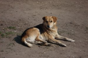 Бешенство в Житомире