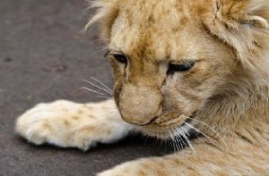 В Харьковском зоопарке новый житель