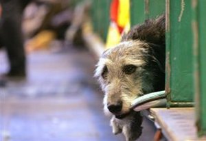 В Киеве собираются закрыть приют для животных