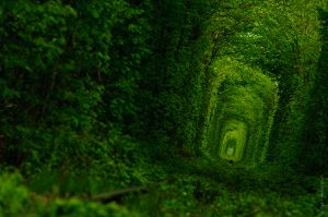 «Туннель любви» в Ровенской области