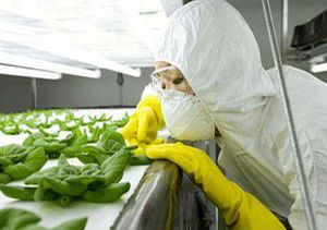 Больше всех выращивают продукты с ГМО в США Больше всех выращивают продукты с ГМО в США