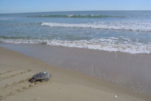 В США пьяный водитель убежал от полиции в море